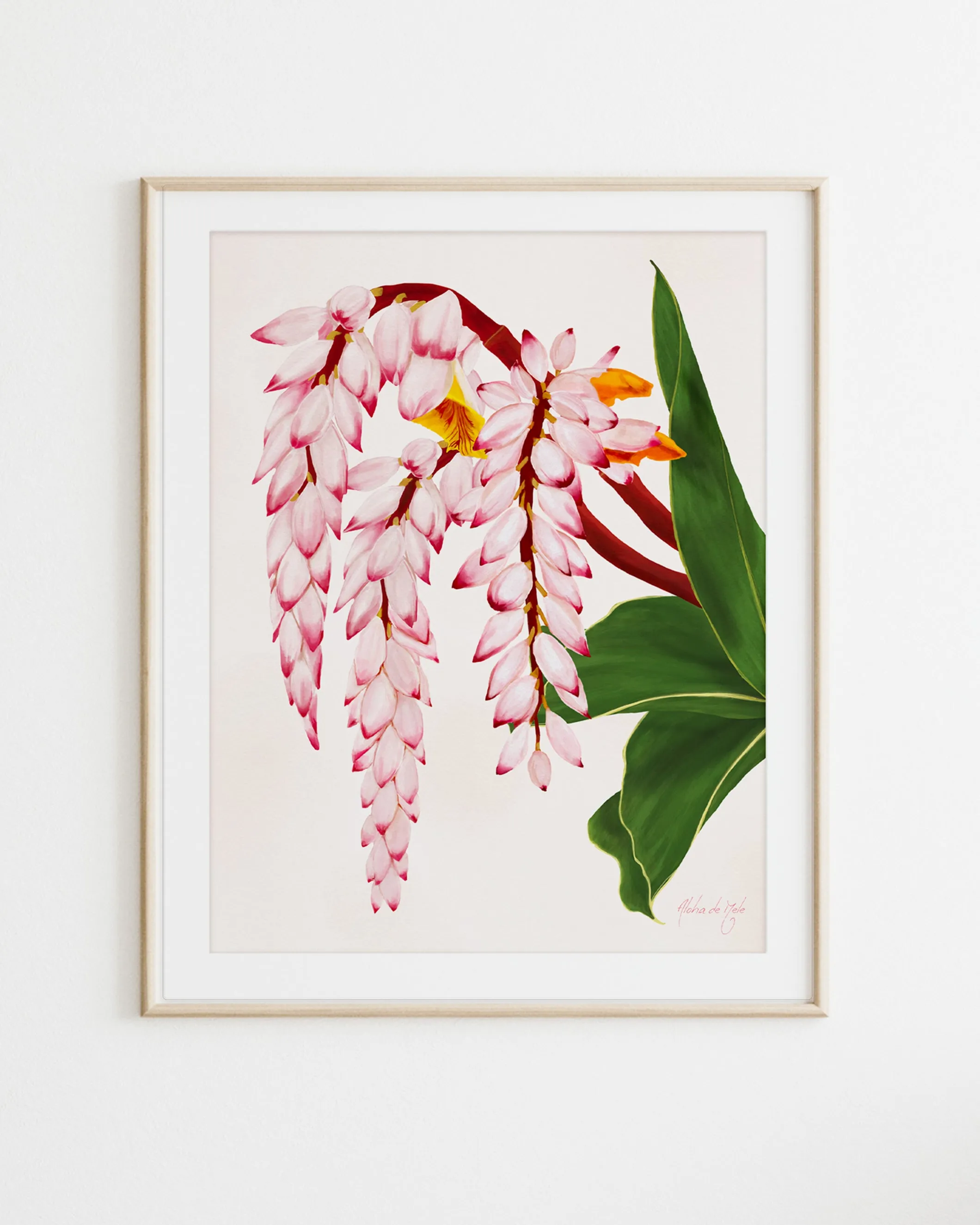Shell Ginger